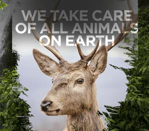 Worldwide Zoo Consultants — Kingsmen Agency project